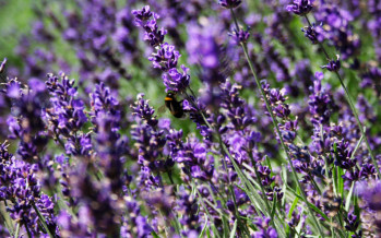 Seeing Purple: Lavender Adds Flavor and Flair to Food and Cocktails