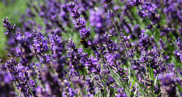 Seeing Purple: Lavender adds flavor and flair to food and cocktails