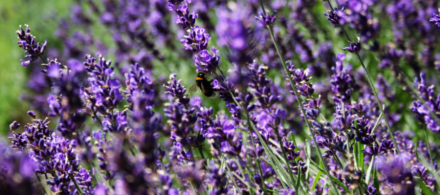 Seeing Purple: Lavender Adds Flavor and Flair to Food and Cocktails