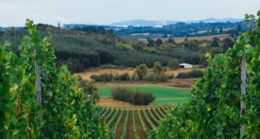 From the Willamette Valley to Omaha: Illahe Vineyards