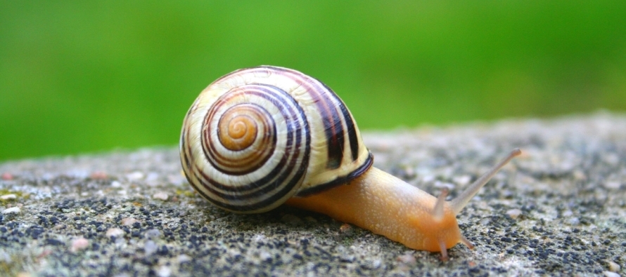 Escargot Aux Omaha