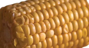 The Great Corn Debate