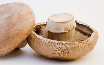 Mushrooms: Nature’s Wonder Food