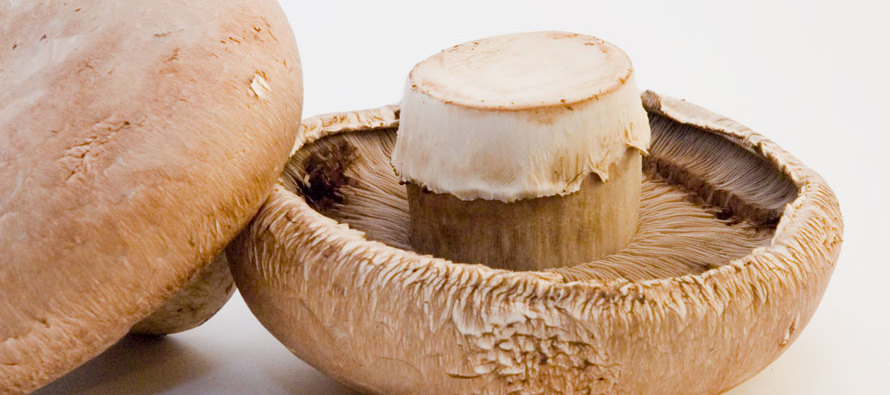 Mushrooms: Nature’s Wonder Food